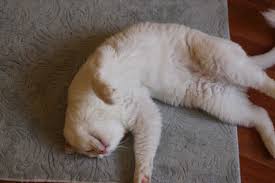 Kedim Evde Yalniz Kalabilir Mi Ankara Kedi Oteli