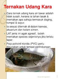 Kolam boleh dalam bentuk empat persegi sama, empat persegi panjang, bulat atau iregular. Cara Ternak Udang Kara Lobster Air Tawar Lat Di 017 2839861