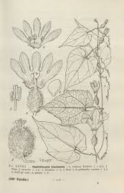 Image result for Raphidiocystis jeffreyana