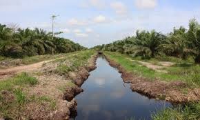 Strategi Kolaboratif Restorasi Gambut (Bagian 1): Kajian ...