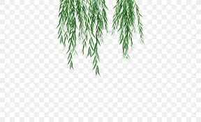 Nov 28, 2018 · cut a young branch from a healthy, mature weeping willow in late fall or early winter, when the tree is dormant. Weeping Willow Tree Branch Clip Art Leaf Png 500x500px Weeping Willow Bark Branch Drawing Evergreen Download
