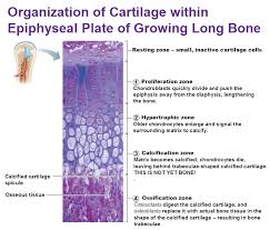 Organization Of Cartilage Within Epiphyseal Plate Of Growing Long Bones In Children Epiphyseal Plate Study Notes Cartilage