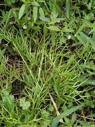 Image result for Parkeriaceae
