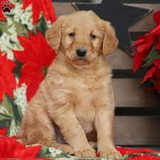 You will find labrador retriever dogs for adoption and puppies for sale under the listings here. Labradoodle Puppies For Sale Greenfield Puppies