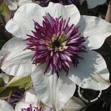 Maybe you would like to learn more about one of these? Bosrank Clematis Florida Bicolor Sieboldii