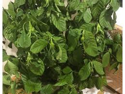 Young china doll plants are small and compact, making them perfect desk decor or a lovely addition to brightly lit counter tops, tables, or. Help With My China Doll Plant Radermachera Sinica