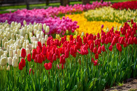 We did not find results for: Look Out For Turkey S Summer Flowers Plants And Trees Daily Sabah