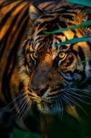 Absolutely love the stunning artwork. 24 Tiger Wallpaper Ideas Tiger Wallpaper Tiger Animals Wild