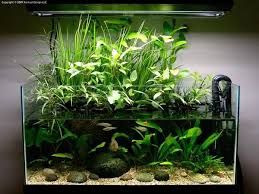 Pin On Aquarium