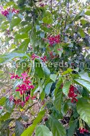 Image result for Combretum paniculatum