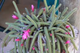 Gardeners only in the warmer zones can grow them outdoors, but rat tail. Hedgie S Nature Journal Rattail Cactus Disocactus Flagelliformis