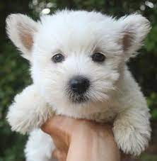 Pin On Westie Puppies