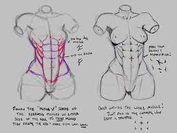 Female Abs Reference How to draw marvel superheroes. female abs reference