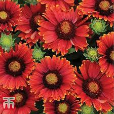 There are several varieties of flowering plants that will survive in the arizona desert. Gaillardia X Grandiflora Arizona Red Shades Seeds Thompson Morgan