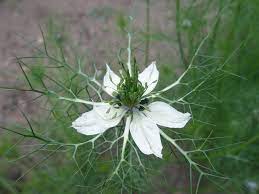 We did not find results for: La Vraie Liste Des Fleurs Menacees De Disparition Plantes Et Sante