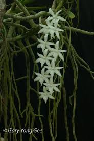 Image result for Ypsilopus