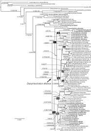 Image result for Sphaerocoryne gracilis