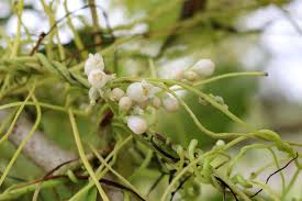 Image result for Cuscuta abyssinica