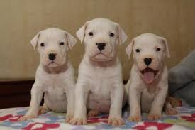 Image Result For Dogo Argentino Puppies Cachorros Perros Animales