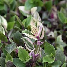 Image result for Tradescantia