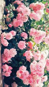 Spring Pink Flower Wallpaper Iphone Pink Flowers Wallpaper Flower Wallpaper Iphone Wallpaper