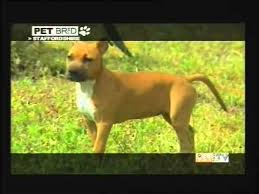 The american staffordshire terrier annual. Amstaff Terzaparte Youtube