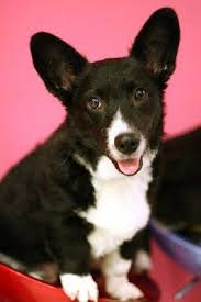 Black White And Brown Corgi I Feel Like I Never See Black Corgis Carrie Cerra Cardigan Welsh Corgi Corgi Dog Pembroke Welsh Corgi Puppies