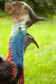 Creepy Bird With Big Mouth Photo Shot Of Cassowary At Zoo Diy Dog Costumes Diy Dog Stuff Dog Costumes