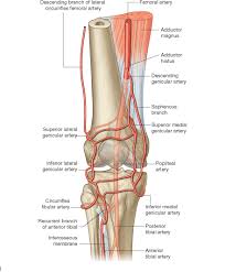 When you first get the list of muscles you need to however, once you know that muscle names are latin phrases, you can use them as shortcuts to help you find and learn the muscles faster and more. Anatomy Of The Knee Bones Muscles Arteries Veins Nerves Anatomy Of The Knee Knee Bones Muscle Anatomy