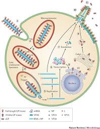 Image result for Filoviridae