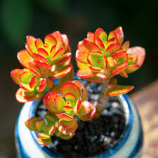 Image result for Crassula alsinoides