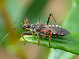 Maybe you would like to learn more about one of these? Assassin Bugs In The Garden
