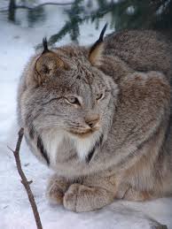 We've got the tracks and your fragrance game covered. Conspicuous Black Ear Tufts Of The Canadian Lynx Lynx Canadensis Download Scientific Diagram