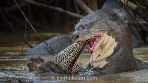 Wildlife Photography In Search Of The Endangered River Wolf Animals American Animals Interesting Animals