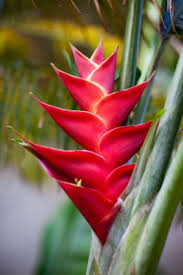 Heliconia Bird Of Paradise Plant Varieties Image Result For Bird Of Paradise Flower In Nature Bali Tropical Flowers Heliconia Flower Birds Of Paradise Flower