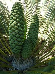 Image result for Encephalartos schmitzii