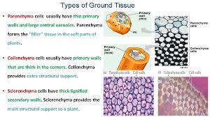We did not find results for: Plant Anatomy Plant Tissues And Organs Plant Anatomy