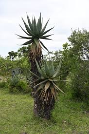 Image result for Aloe littoralis