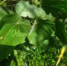 Image result for Croton macrostachyus