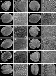 Image result for Cerastium octandrum