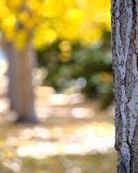 Hd Editing Background Blur Photo Background Love Background Images Best Background Images