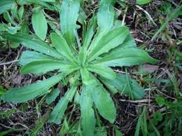Image result for Plantago palmata