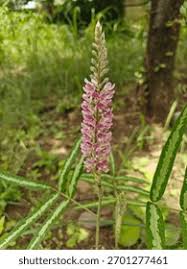 Image result for Uraria