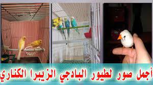 صور طيور البادجي وطيور الزيبرا والكناري لعائلتي الغالية box fan home appliances bird