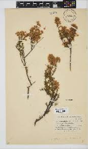 Image result for Euryops subcarnosus