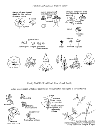 Image result for Ascolepis densa