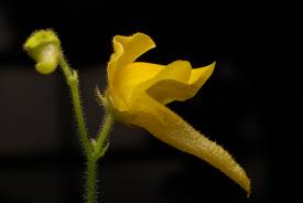 Image result for Genlisea