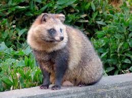 Don't be afraid to try this incredible rich, tender dark meat. Japanese Raccoon Dog Wikipedia