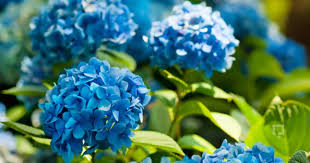 Tehlikeli 10 Ev Bitkisi Yesilist Herkes Icin Yesil