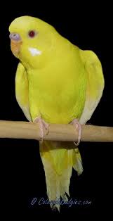 Buzzfeed Lutino Cockatiel 2020 Muhabbet Kuslari Hayvanlar Hayvanlar Alemi